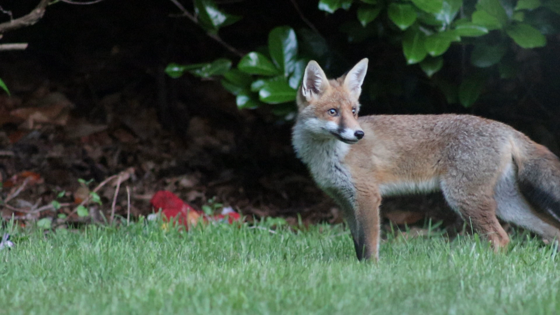 Fox