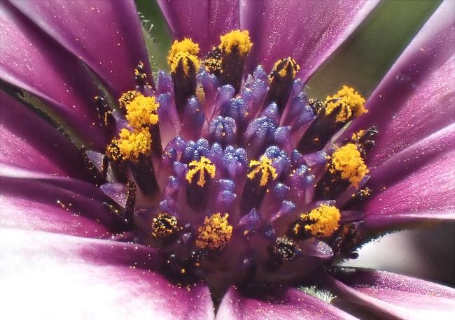 Aster