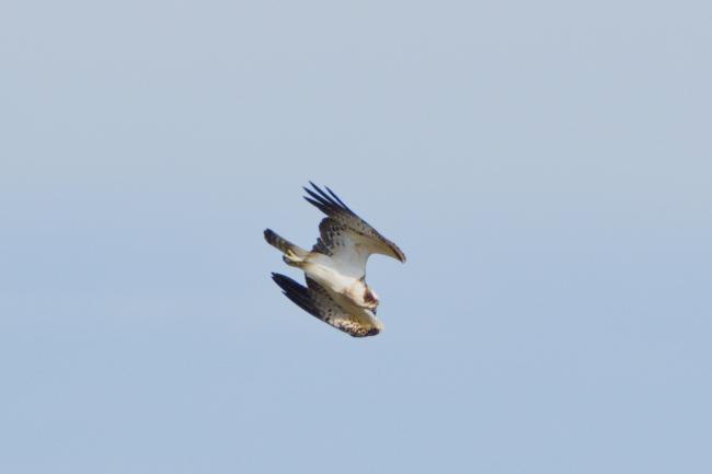 Osprey