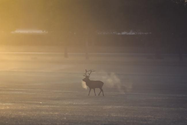 Deer