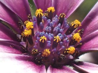 Aster